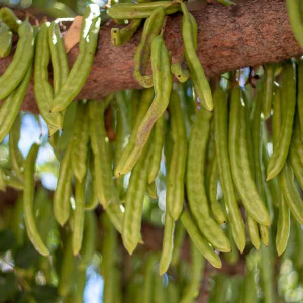 tree-carob-seeds