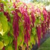 amaranth-love-lies-bleeding-seeds-1