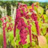 amaranth-love-lies-bleeding-seeds-2