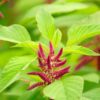 amaranth-love-lies-bleeding-seeds-3