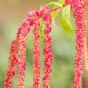 amaranth-love-lies-bleeding-seeds-4