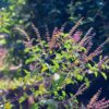basil-holy-red-seeds