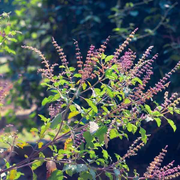 basil-holy-red-seeds