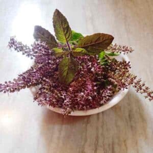 basil-holy-red-seeds-2