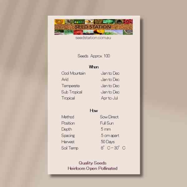 daikon-back daikon-back