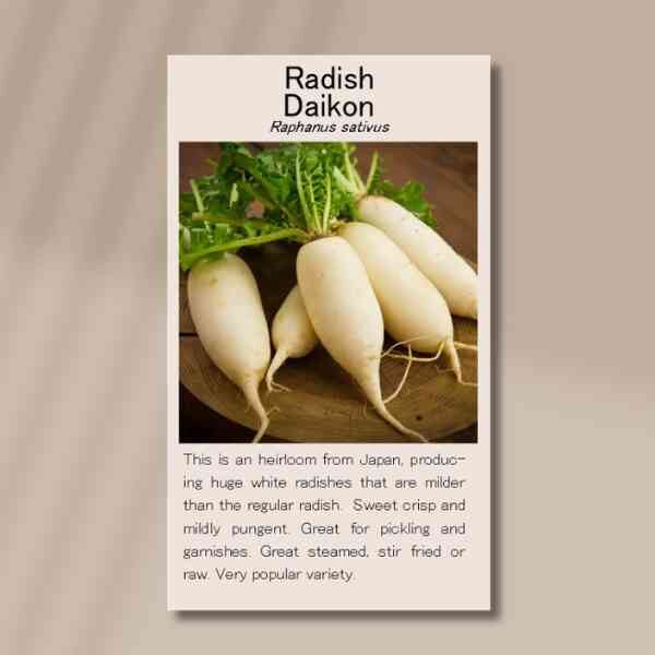 daikon-front daikon-front
