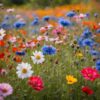 dancing-meadow- all-seeds