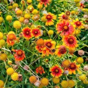 gaillardia-goblin-flower-seeds-2