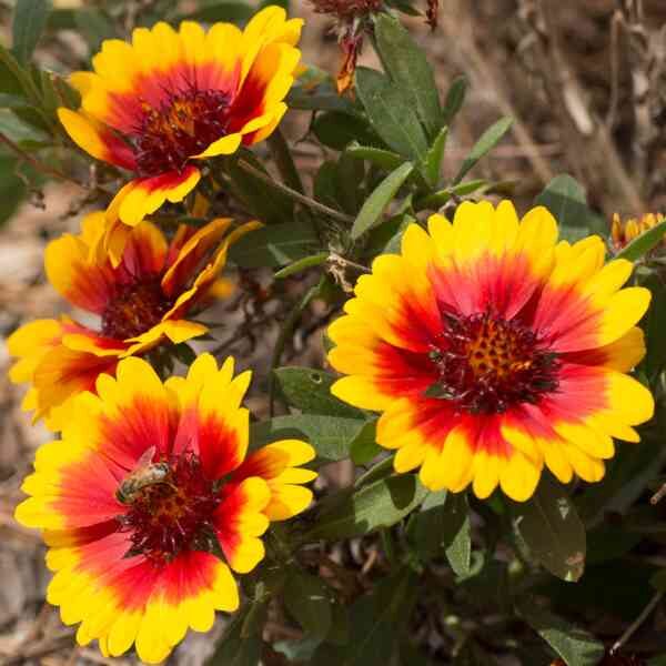 gaillardia-goblin-flower-seeds-3 gaillardia-goblin-flower-seeds-3
