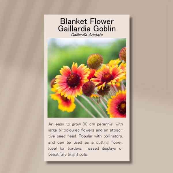 gaillardia-goblin-front gaillardia-goblin-front