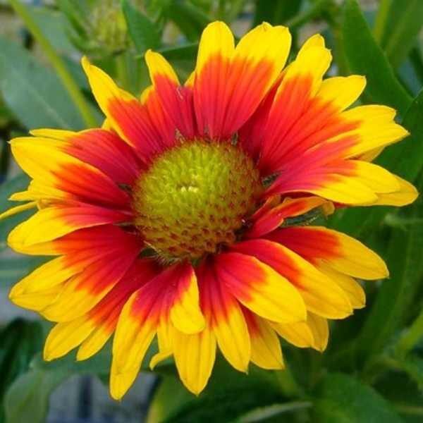 gaillardia-goblin-seeds