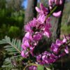 indigo-australis-seeds