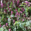 Indigofera australis