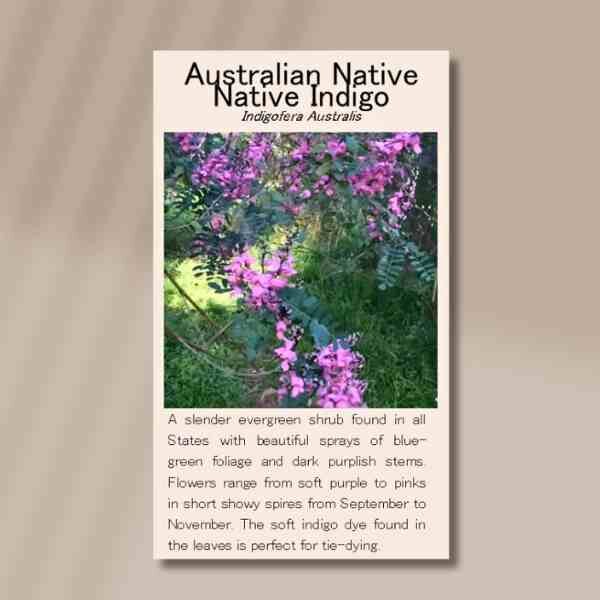 indigo-front indigo-front