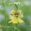 nigella-transformer-seed