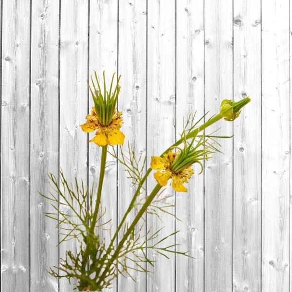 nigella-transformer-seed2 nigella-transformer-seed2