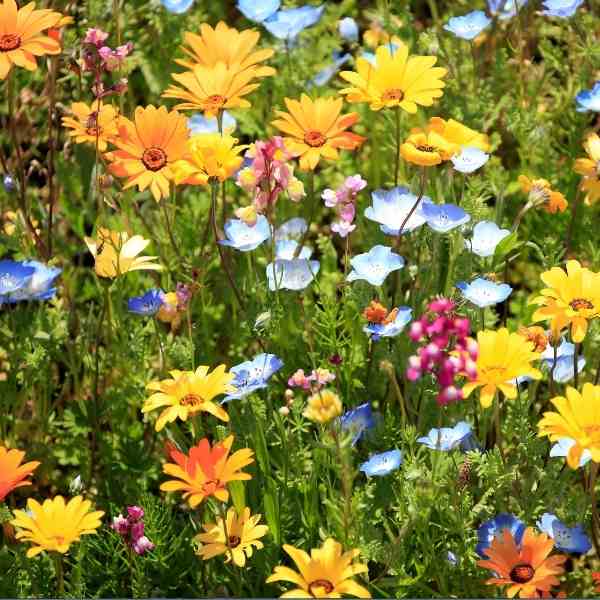 9 Reasons to Love a flower Garden