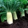 radish-daikon-seeds-1