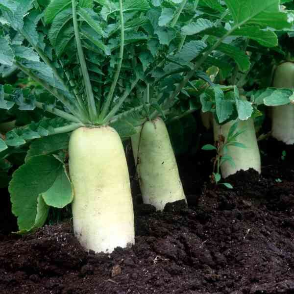 radish-daikon-seeds-1 radish-daikon-seeds-1