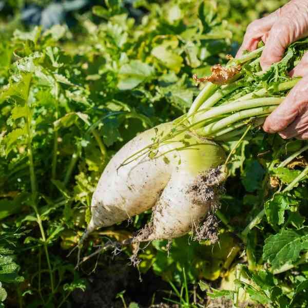radish-daikon-seeds-2 radish-daikon-seeds-2