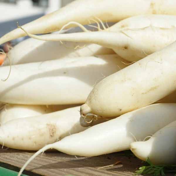 radish-daikon-seeds