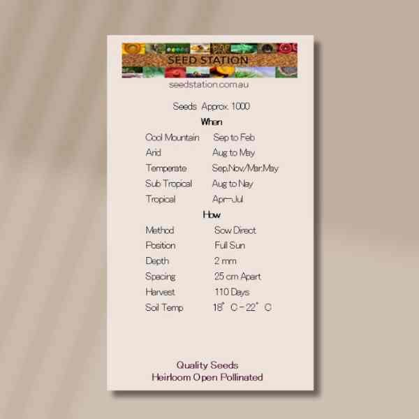 tansy-back tansy-back