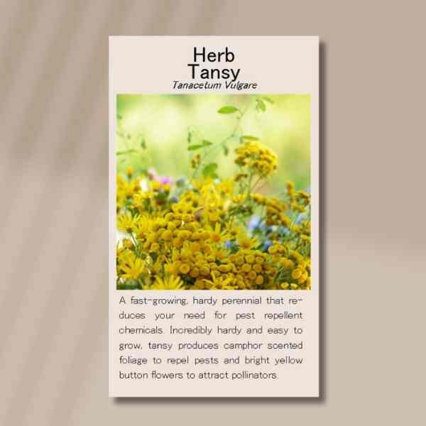 tansy-front tansy-front