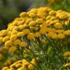 tansy-seeds-1