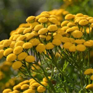 Tansy