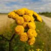 tansy-seeds-2