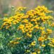 tansy-seeds-3