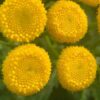 tansy-seeds-4