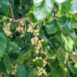 white-mulberry-seeds-6