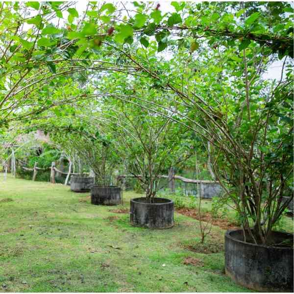 white-mulberry-seeds-7 white-mulberry-seeds-7