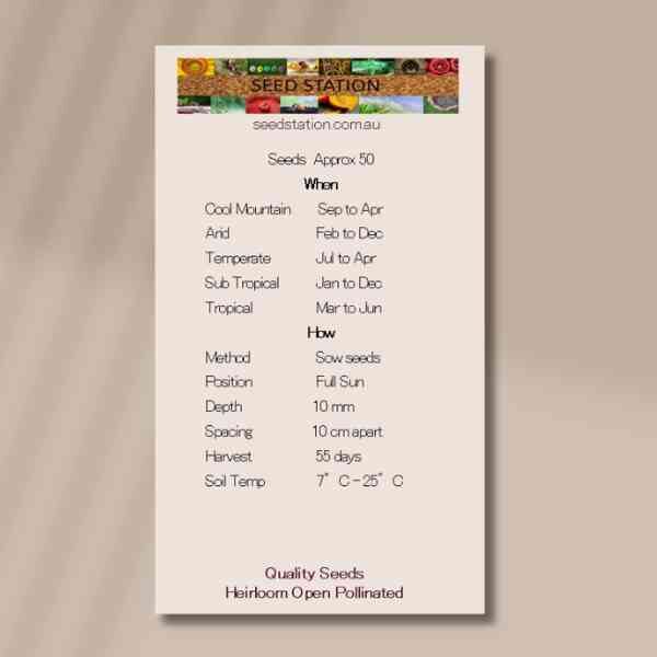 beetroot-melbourne-early- boltardy-back beetroot-melbourne-early- boltardy-back