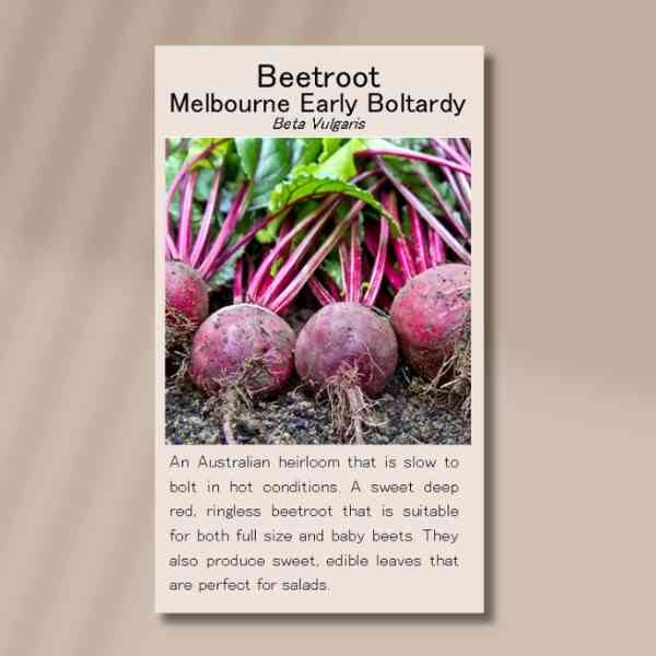 beetroot-melbourne-early- boltardy-front beetroot-melbourne-early- boltardy-front
