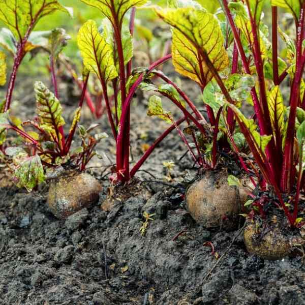 beetroot-melbourne-early-boltardy-seeds-1 beetroot-melbourne-early-boltardy-seeds-1