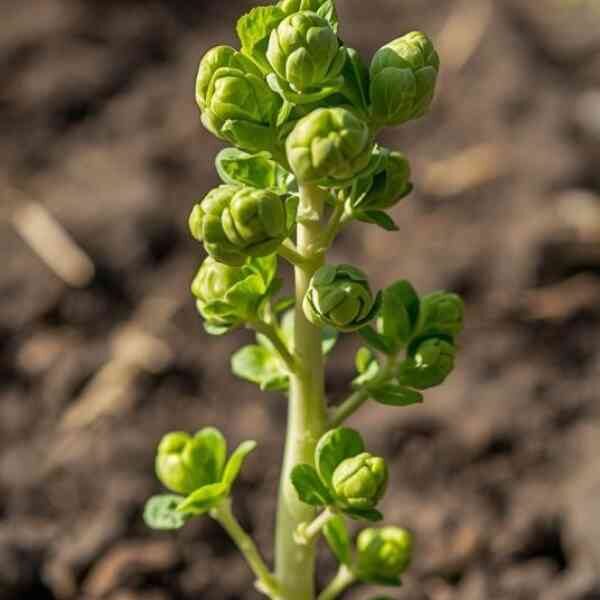 brussels-sprouts-groniger-seeds-2 (1) brussels-sprouts-groniger-seeds-2 (1)
