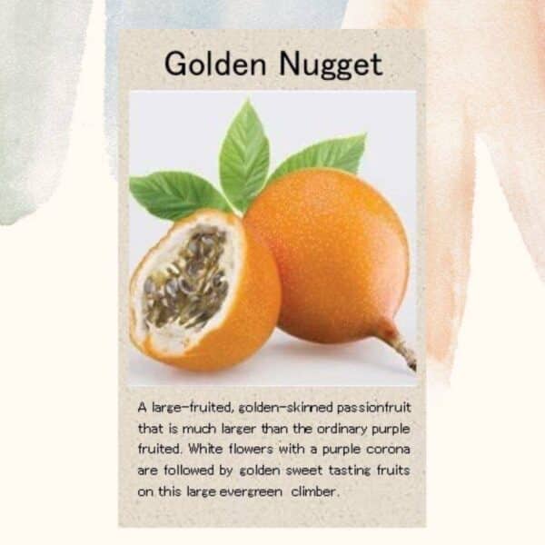 golden-nugget-front golden-nugget-front