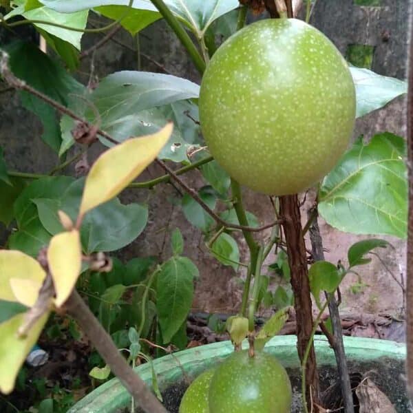 passion-fruit-plant-growing passion-fruit-plant-growing