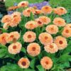 calendula-pink-surprise-seed3