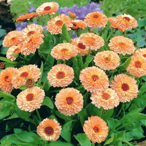 calendula-pink-surprise-seed3 calendula-pink-surprise-seed3
