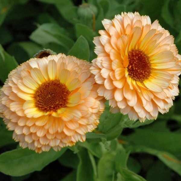 calendula-pink-surprise-seed4 calendula-pink-surprise-seed4