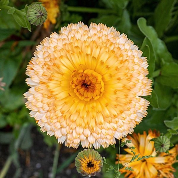 calendula-pink-surprise-seeds