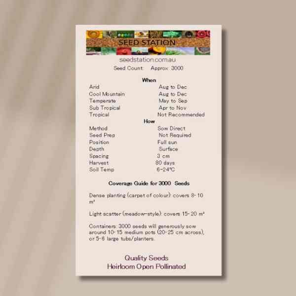 everlastings-back everlastings-back