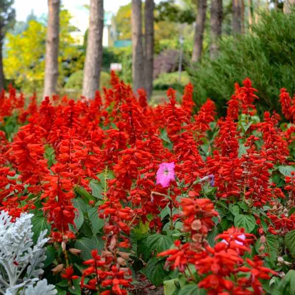 salvia-blaze-of-fire-seeds-1 salvia-blaze-of-fire-seeds-1