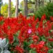 salvia-blaze-of-fire-seeds-1