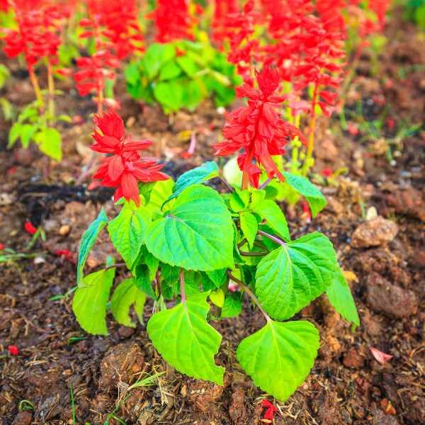 salvia-blaze-of-fire-seeds-2 salvia-blaze-of-fire-seeds-2