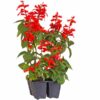 salvia-blaze-of-fire-seeds-3