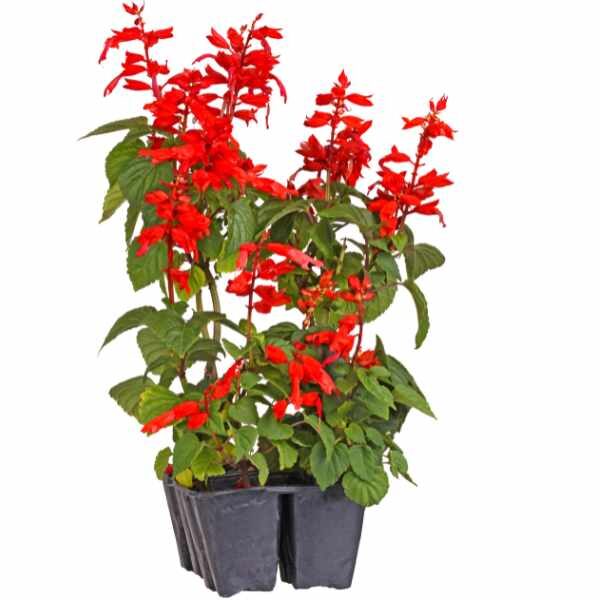salvia-blaze-of-fire-seeds-3 salvia-blaze-of-fire-seeds-3
